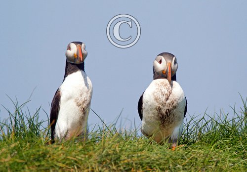 Puffins DM1498
